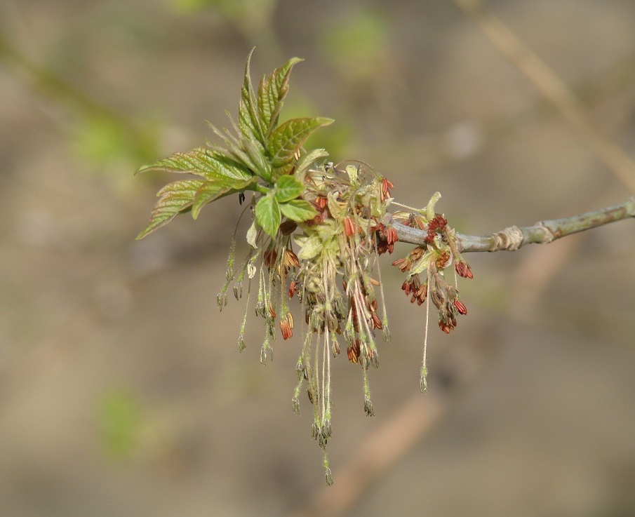 Image of Acer negundo specimen.