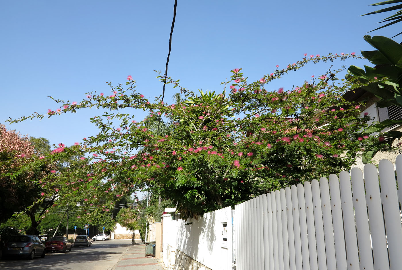 Image of Calliandra haematocephala specimen.