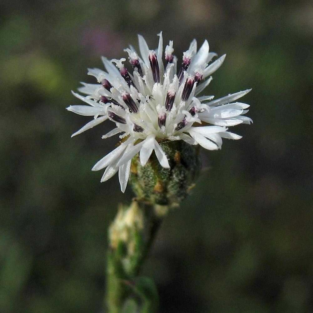 Изображение особи Volutaria canariensis.