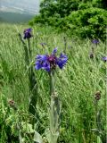 Centaurea czerkessica