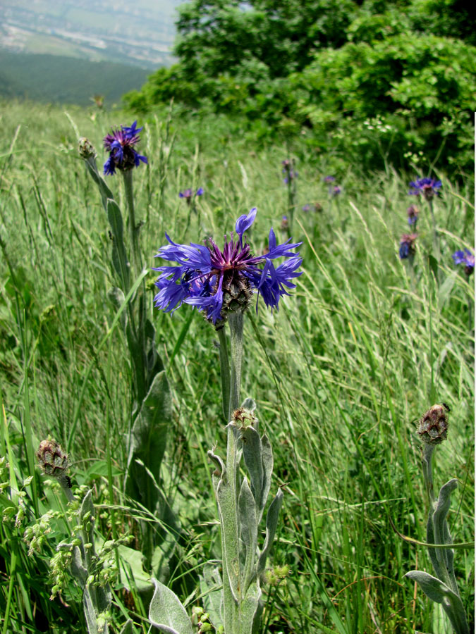 Image of Centaurea czerkessica specimen.