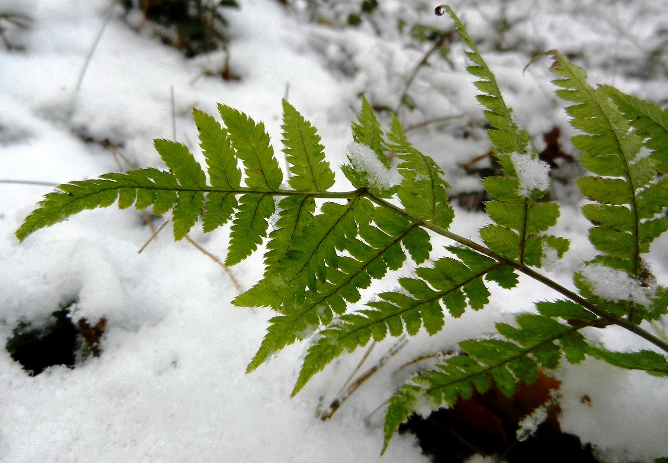 Изображение особи Dryopteris carthusiana.