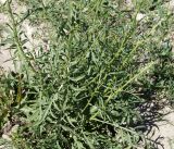 Centaurea adpressa
