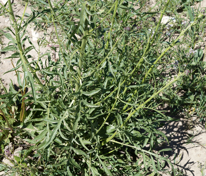 Image of Centaurea adpressa specimen.