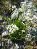 Gypsophila tenuifolia