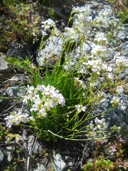 Image of Gypsophila tenuifolia specimen.