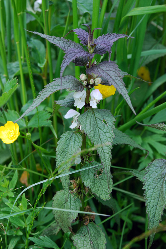 Image of Lamium album ssp. orientale specimen.