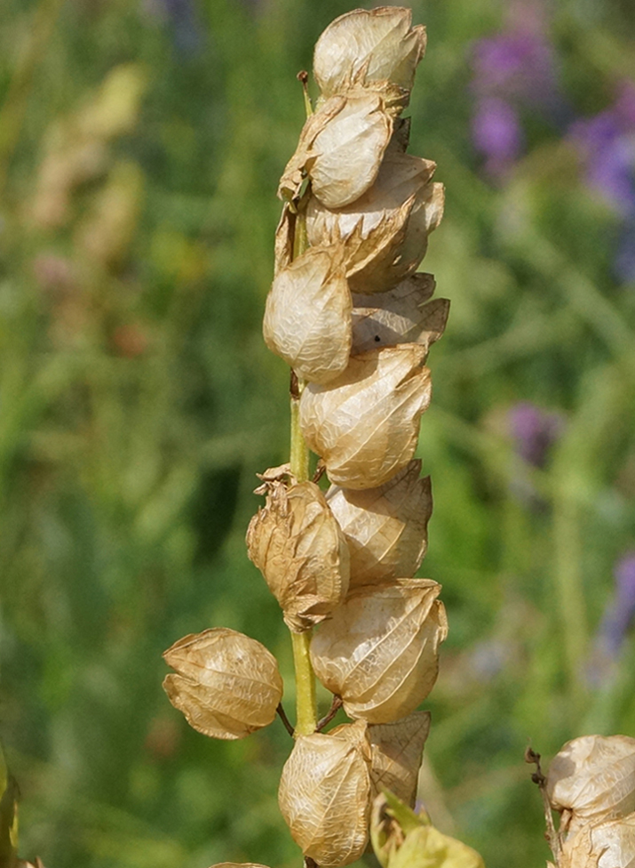 Image of Rhinanthus aestivalis specimen.