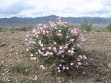 Convolvulus fruticosus