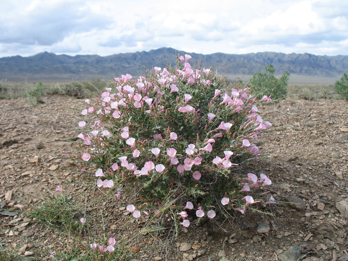 Изображение особи Convolvulus fruticosus.