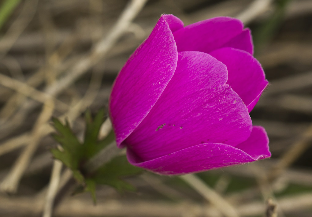 Изображение особи Anemone coronaria.