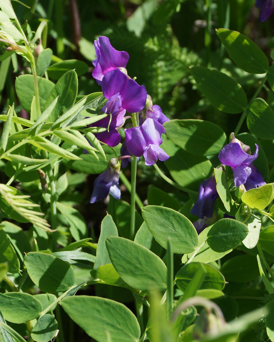 Image of Lathyrus humilis specimen.