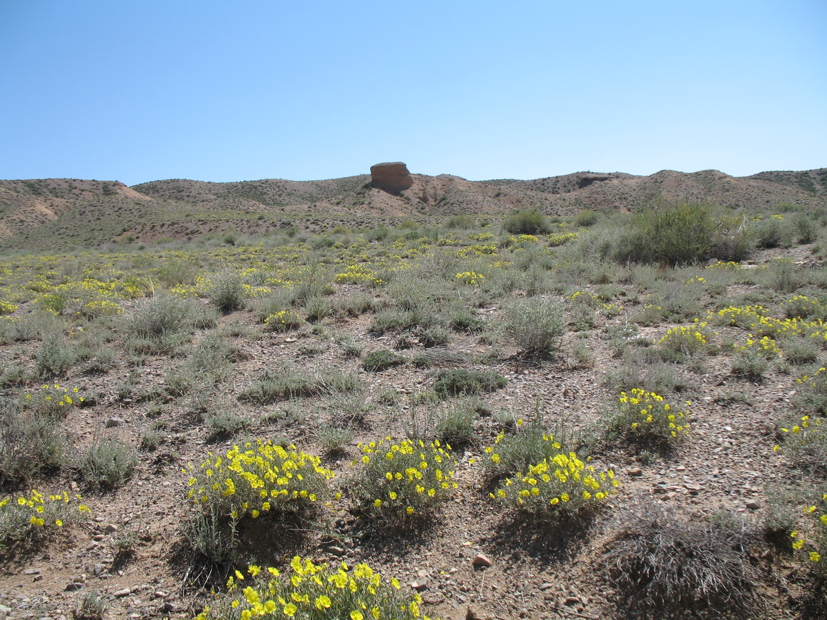 Image of Helianthemum songaricum specimen.