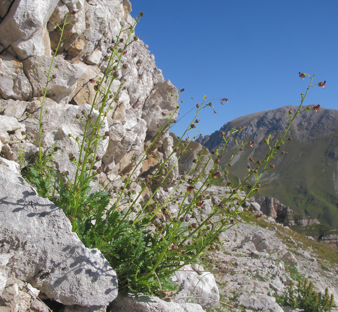 Image of Scrophularia olympica specimen.