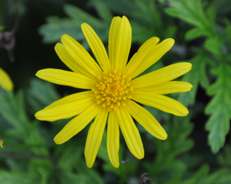 Image of genus Euryops specimen.