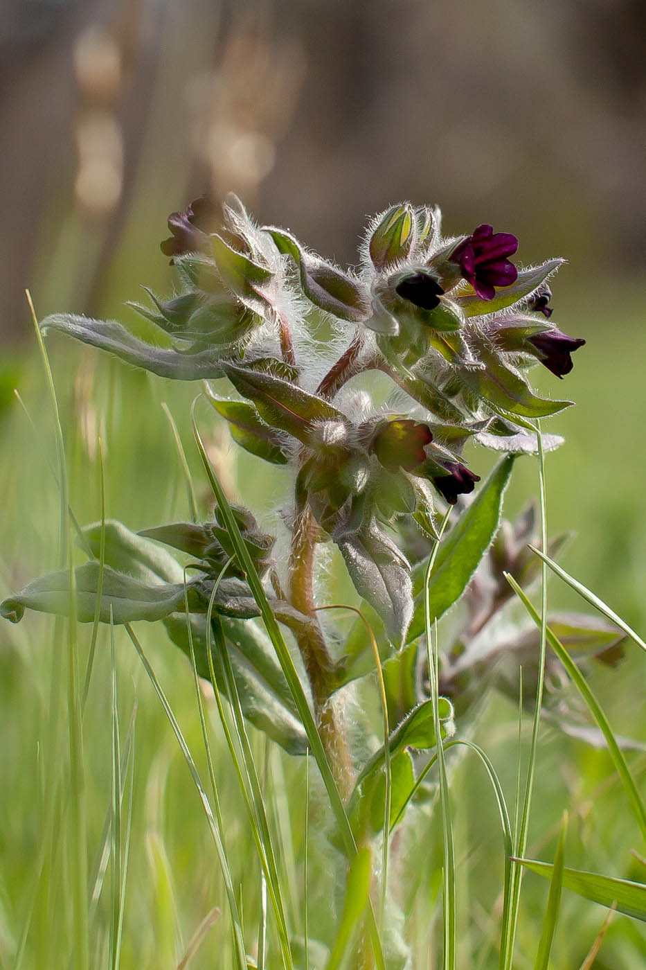 Image of Nonea rossica specimen.