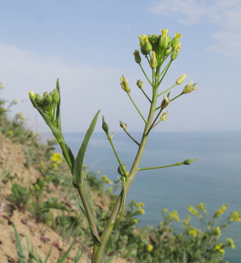 Изображение особи Camelina pilosa.