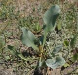 Limonium gmelinii