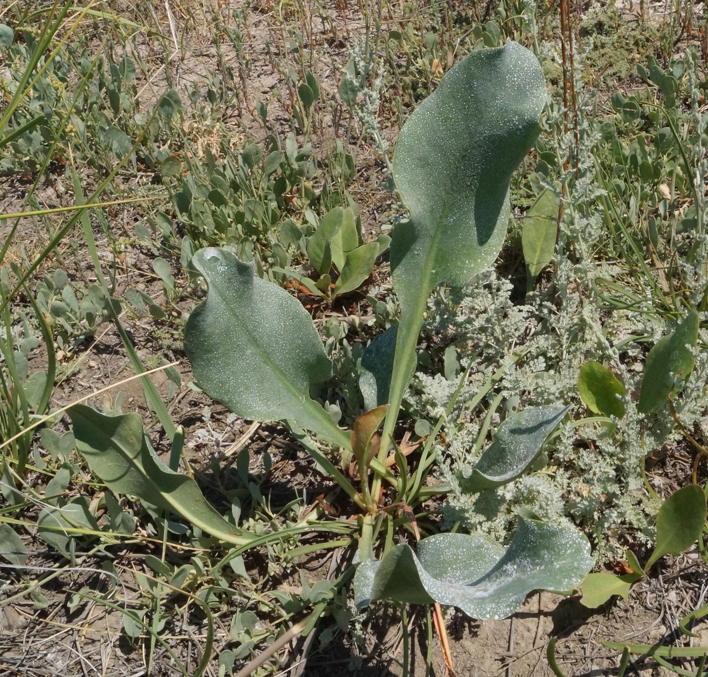 Изображение особи Limonium gmelinii.