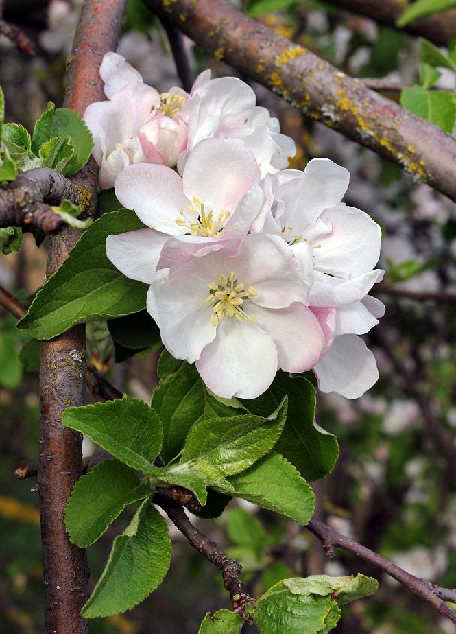 Изображение особи Malus domestica.