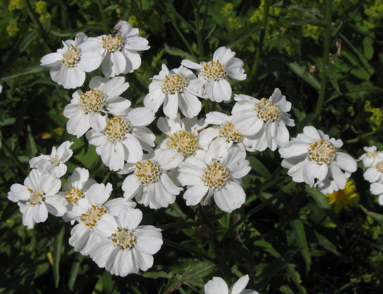 Изображение особи Achillea biserrata.