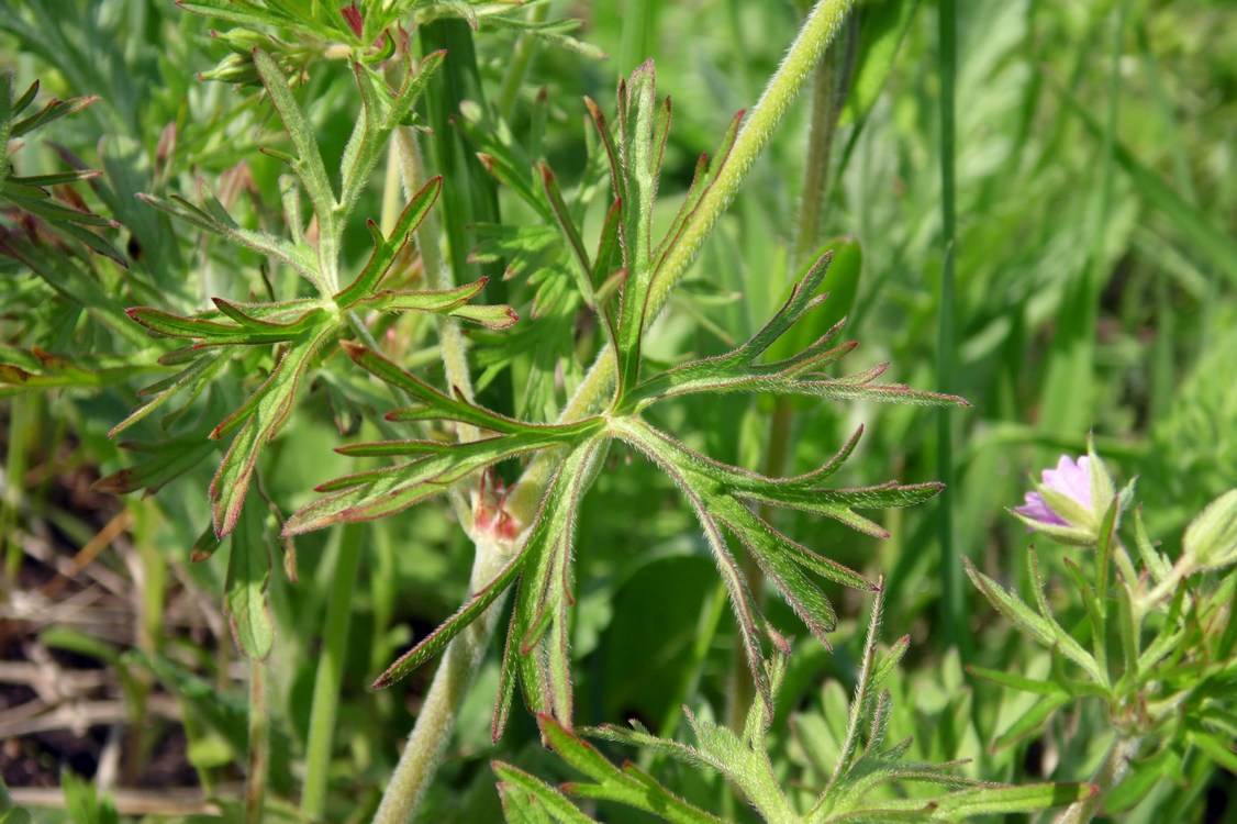 Image of Geranium dissectum specimen.