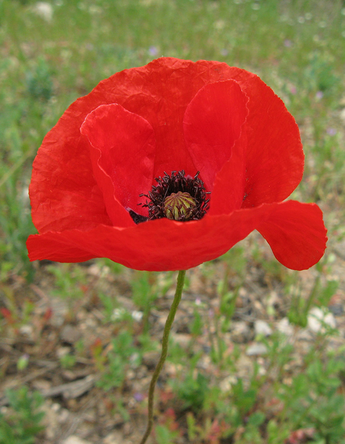 Image of Papaver rhoeas var. strigosum specimen.