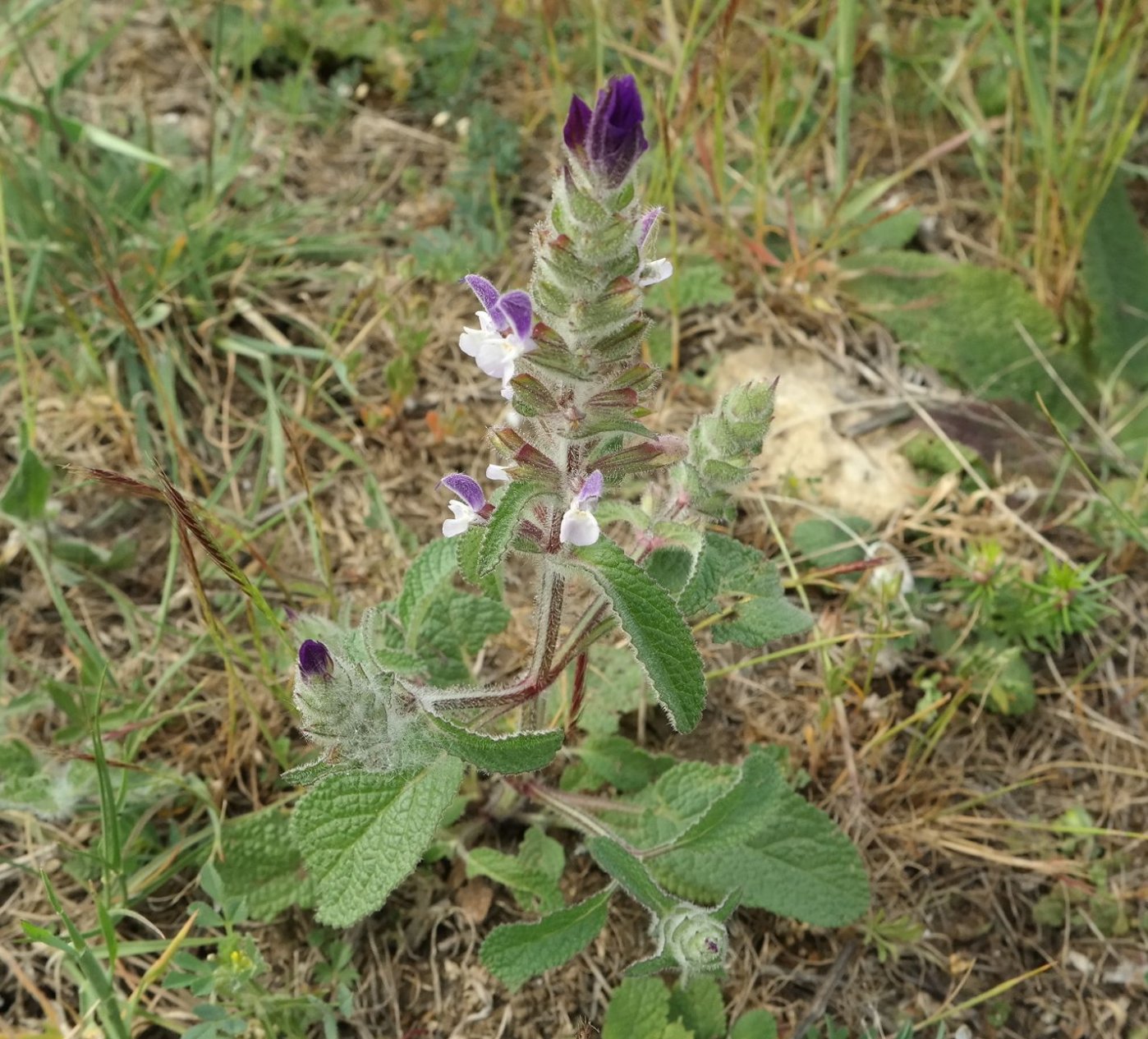 Изображение особи Salvia viridis.