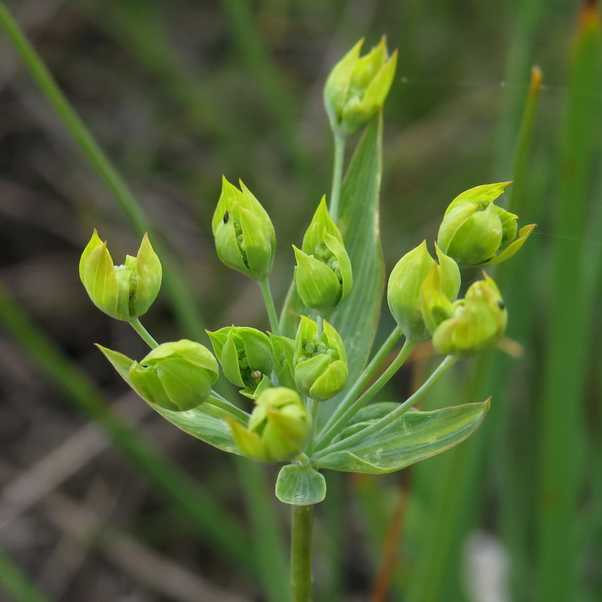 Image of Bupleurum multinerve specimen.