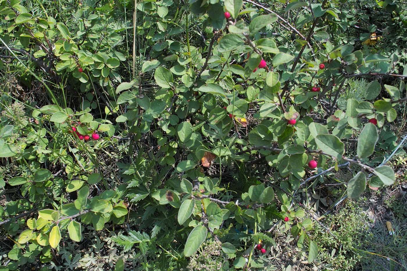 Image of Cotoneaster melanocarpus specimen.