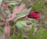 genus Nonea