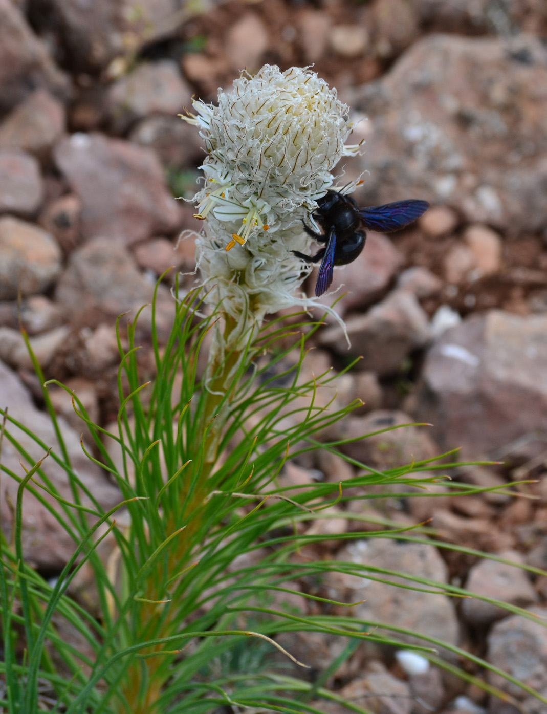 Изображение особи Asphodeline taurica.