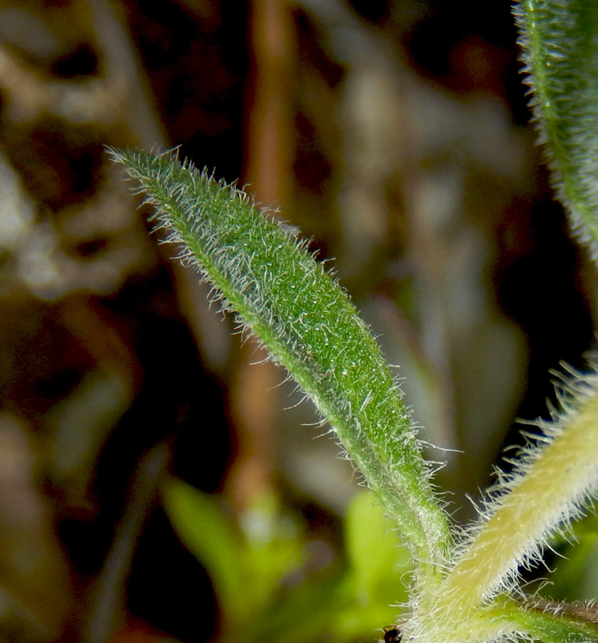 Image of Thymus markhotensis specimen.