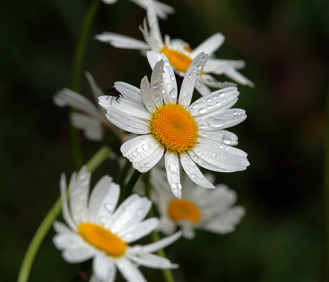 Изображение особи Leucanthemum vulgare.