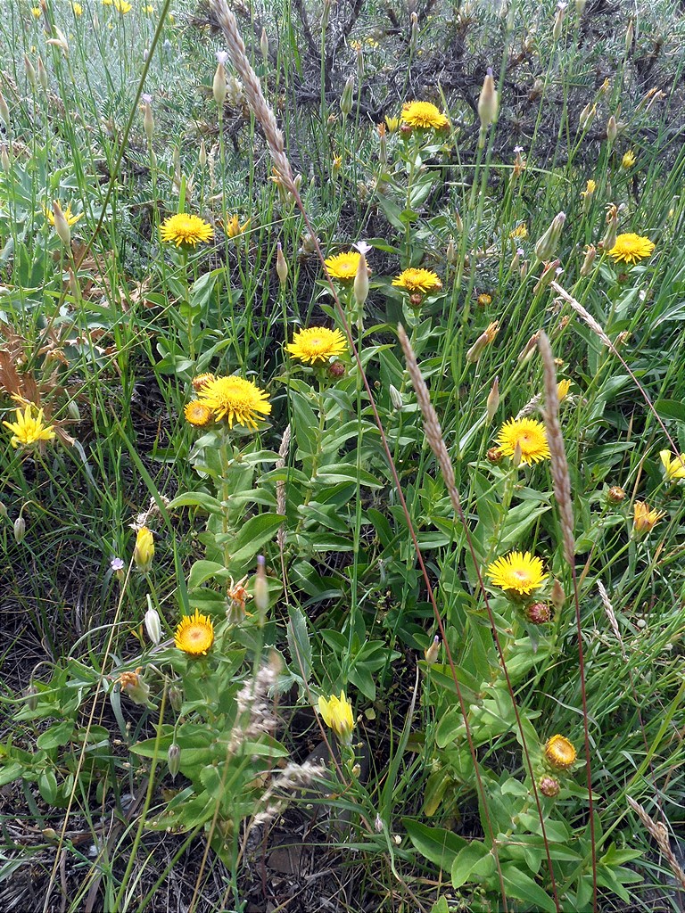 Image of genus Inula specimen.