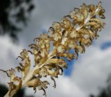 Neottia nidus-avis