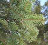 Abies alba