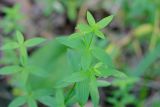 Galium boreale. Верхушка молодого побега. Татарстан, Нижнекамский р-н, окр. дер. Благодатная, лесостепной участок с чередованием степи и перелесков с преобладанием дуба, среди древостоя. 5 июня 2016 г.