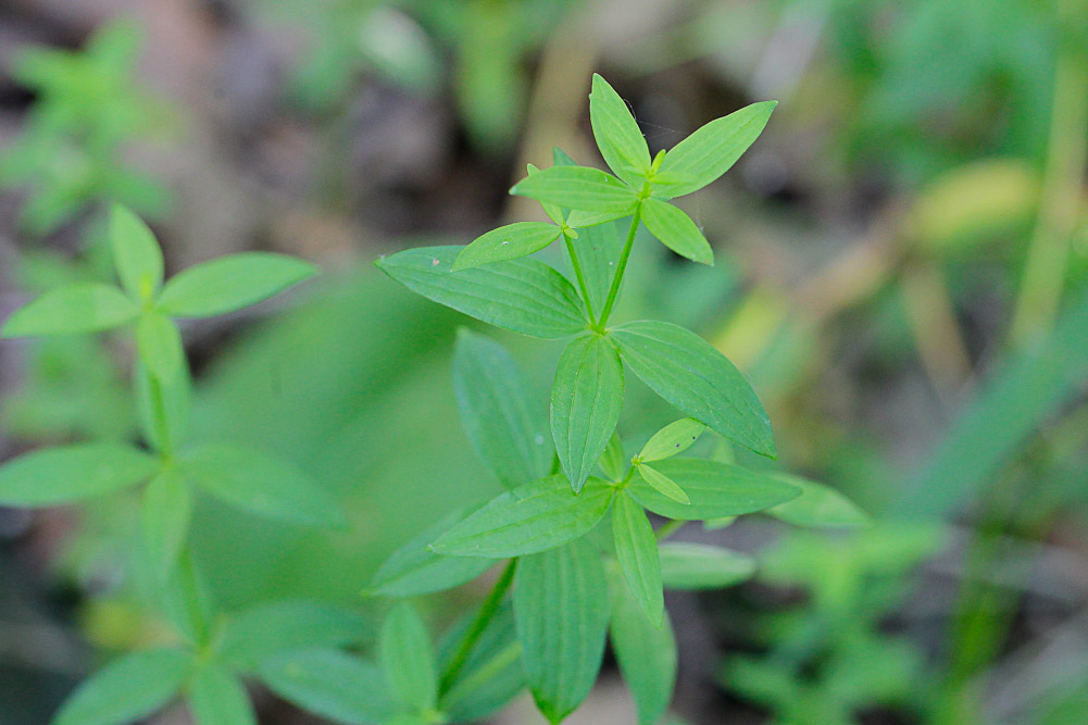 Изображение особи Galium boreale.