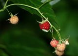 Rubus idaeus. Зрелый и незрелые плоды. Московская обл., окр. г. Железнодорожный, смешанный лес. 07.08.2009.