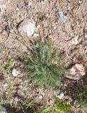 Oxytropis pilosissima