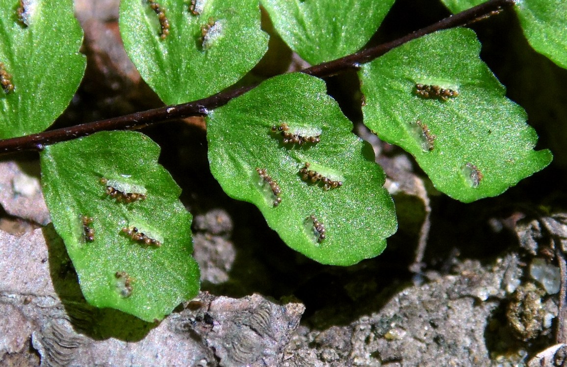 Изображение особи Asplenium trichomanes.