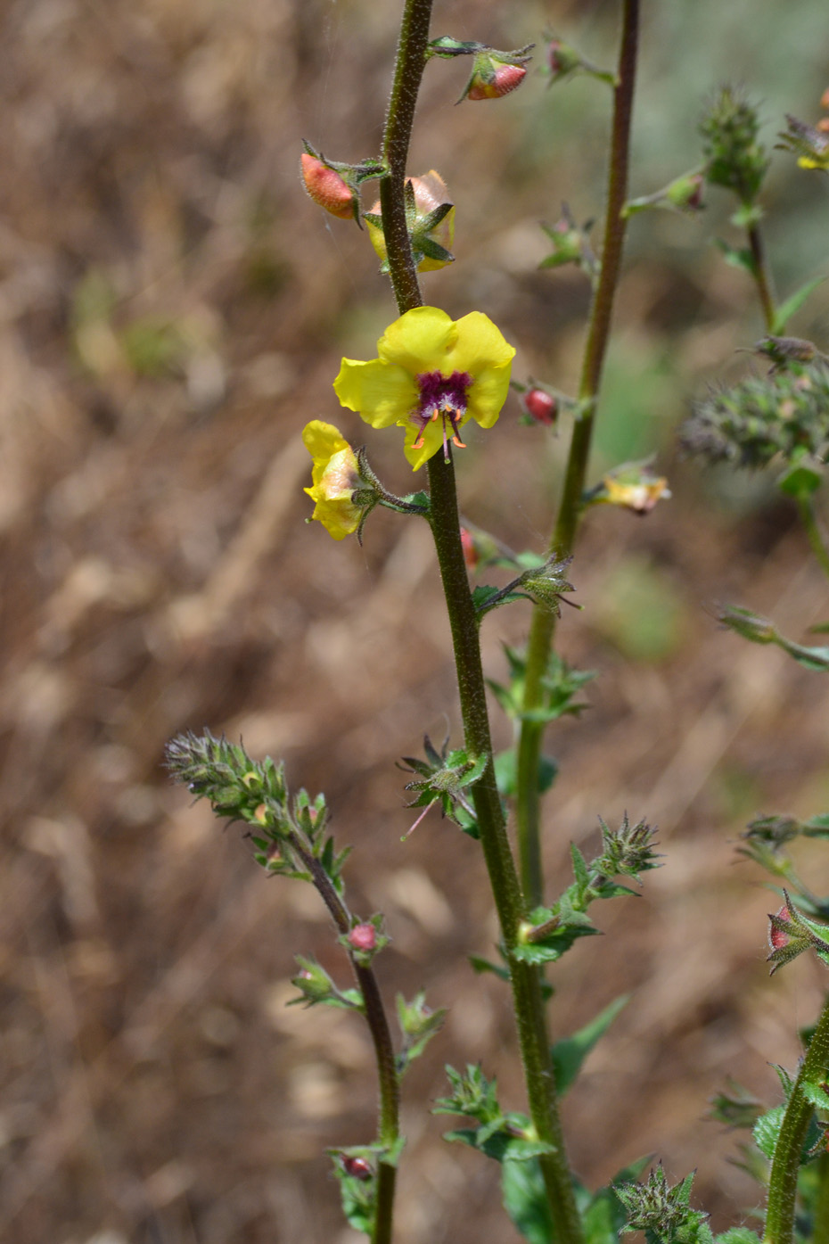 Изображение особи Verbascum blattaria.