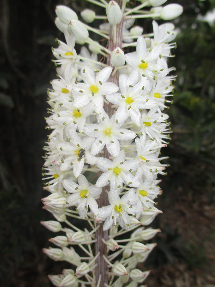 Изображение особи Drimia maritima.