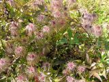 Clematis serratifolia