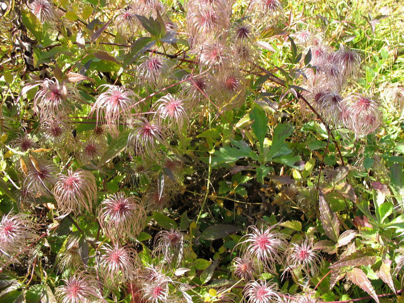 Image of Clematis serratifolia specimen.