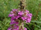 Pedicularis spicata. Часть соцветия. Приморье, окр. г. Находка, сырой луг. 28.08.2016.