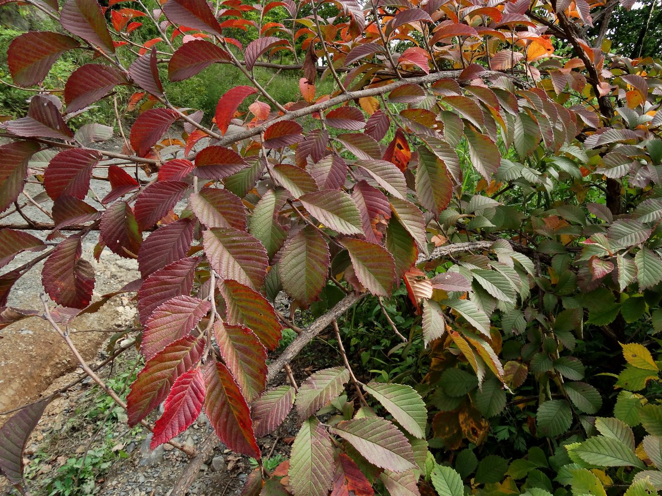 Image of Ulmus japonica specimen.