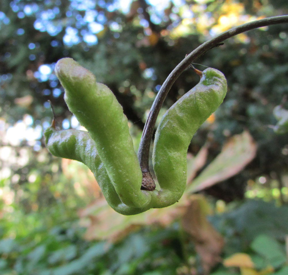 Image of Anemonopsis macrophylla specimen.