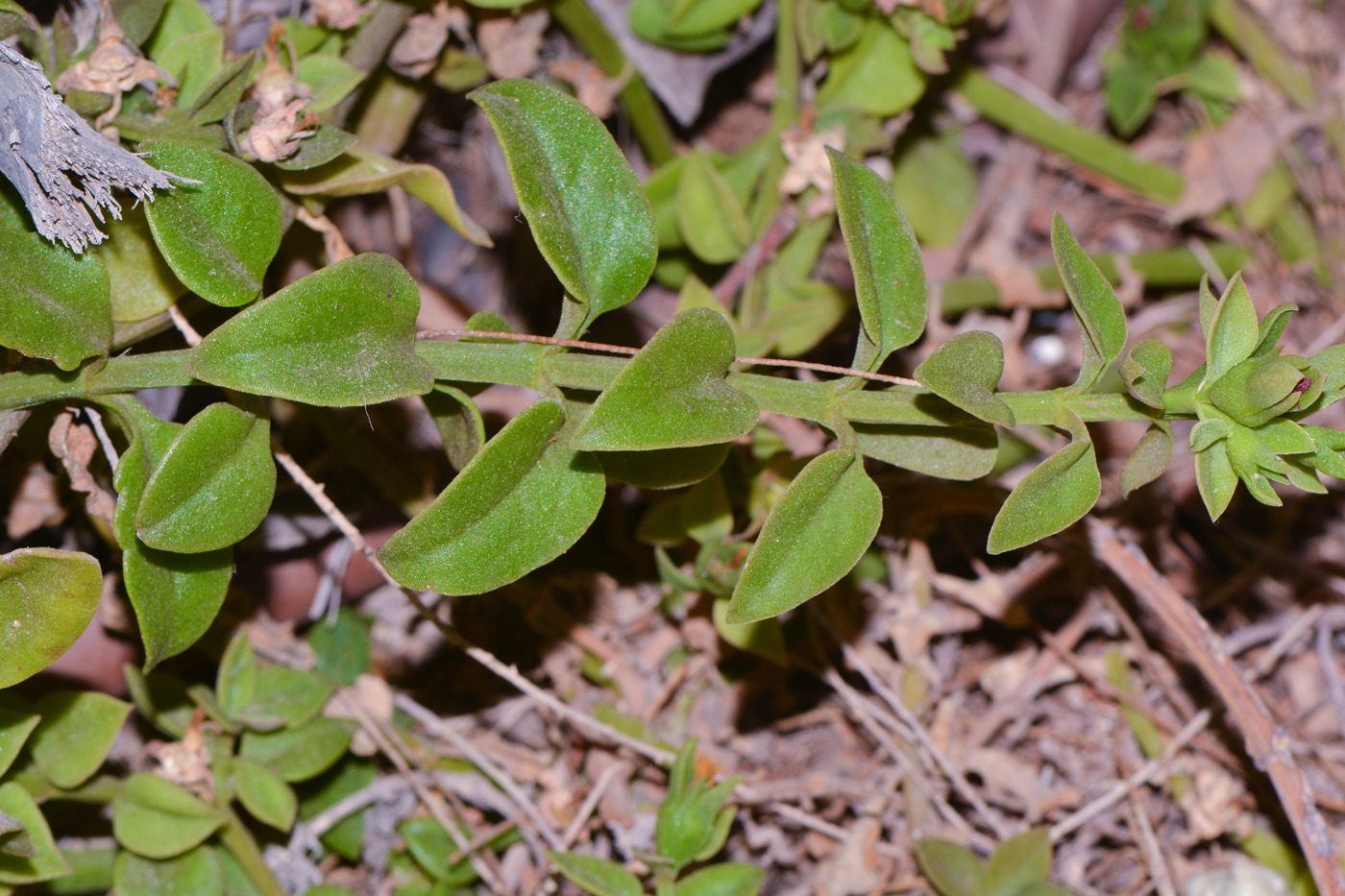 Image of Aptenia &times; vascosilvae specimen.
